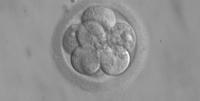 Embryo,_8_cells
